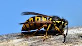 Wasps are aggressive right now; here's why and how to stay safe