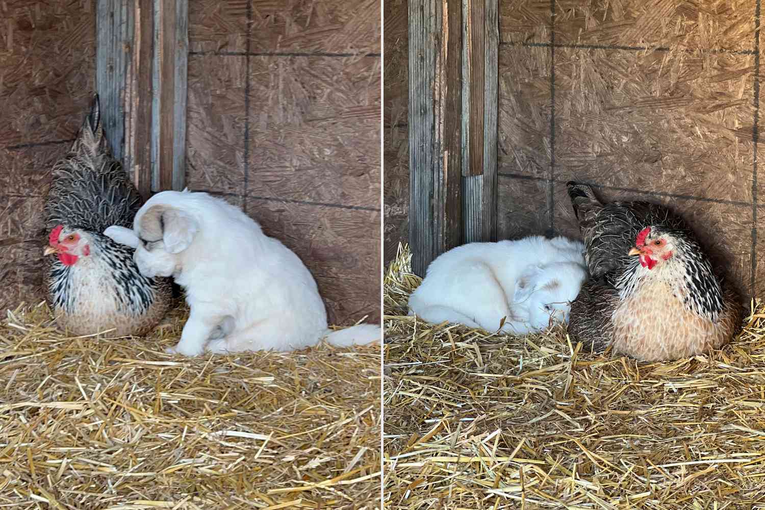 Hen Eager to Welcome Chicks Loses All Her Eggs. Then She Becomes a 'Mother' to 10 Puppies (Exclusive)