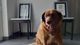 Guinness World Records annuls 'oldest dog ever' title for a dead Portuguese canine after an inquiry