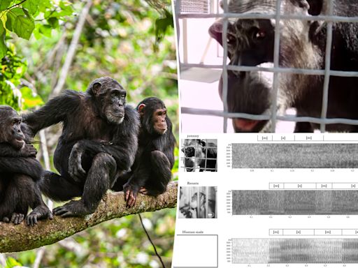 Chimpanzees appear ‘capable’ of human speech in remarkable resurfaced videos, researchers reveal