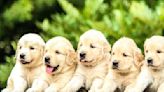 Woman Taking 12 Golden Retriever Pups to the Vet Is Cuteness Overload