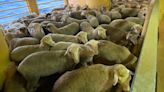 Thousands of sheep and cattle stranded at sea after Red Sea crisis turn back