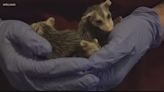 Wildlife rescuers react to video of teens killing opossum