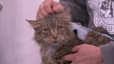 Pet of the Week Luchie pays PA live! a visit