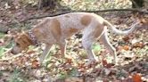 American English Coonhound