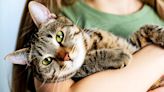 How to handle your cat's feline asthma