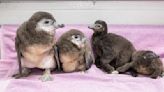 New England Aquarium announces hatching of 4 African penguin chicks