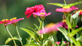 Gardening jobs for August: 10 tasks to protect your garden from harsh rays