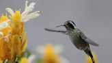 Descubren que el colibrí flota sobre las flores sin rozarlas gracias a un agudo sentido del tacto