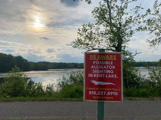 Authorities issue alert after possible alligator sighting in Kent Lake at Kensington Metropark