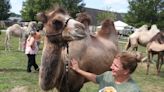Camel camp in Brewster: rare workshop aids handlers
