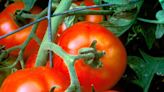 Spring brought a slew of problems to North Texas tomato plants. Here’s how to fix them