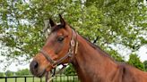 Liable, 2010 Kentucky broodmare of the year and dam of champion Blame, dies aged 29