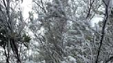 影/不輸北台灣雪景！屏東北大武山稜線降霧淞 銀白世界畫面曝