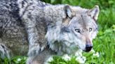 La UE revisará el estatus de protección de los lobos mientras Ursula von der Leyen advierte de un "peligro real