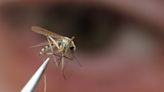 Mosquitos test positive for West Nile virus in Brantford