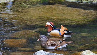 直擊「鴛鴦戲水」！連3年現蹤杉林溪 萌樣曝光 - 生活