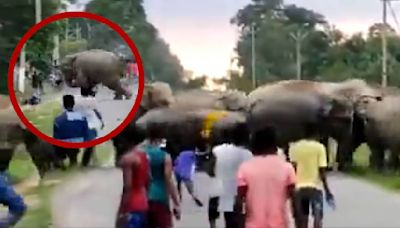 VIDEO: Elefante aplasta a joven por haber lanzado piedras a su manada en la India