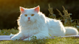 Persian Cat Returns to Family After Being Missing for 9 Years in Crazy Twist of Fate