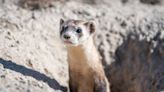 Endangered black-footed ferrets continuing epic comeback with help from Pueblo sites