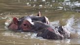 Offspring of Pablo Escobar's 'cocaine hippos' fatally struck by SUV in Colombia, officials say