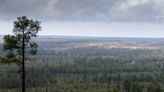 Rodeo-Chediski Fire scarred Arizona forests. How have they changed in the past 20 years?