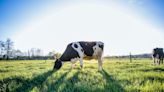 Ancient carbon trick could reduce dairy emissions by 84%
