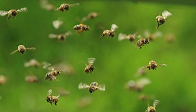 Arizona golf course employee dies after being attacked by swarm of bees at work