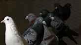 Pigeon hunts need to be put out to pasture | Opinion