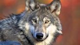 DNR: U.P. wolf population likely at ‘carrying capacity’