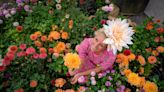 Victorian dahlia show recreated at Stonehenge with thousands of flowers