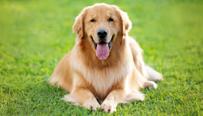 Golden Retriever Gets to Pick One Thing at the Pet Store and It’s Too Cute