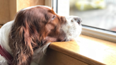 Dog's Sadness Over Losing His 'Window Privileges' Has People in Their Feelings