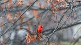 Garden Blooms That Feed Winter Birds