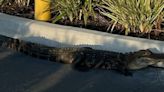 Alligator Thrown Out Of Starbucks Drive-Thru