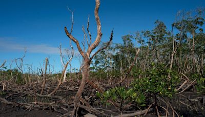 La mitad de los ecosistemas de manglares están en riesgo, según un estudio