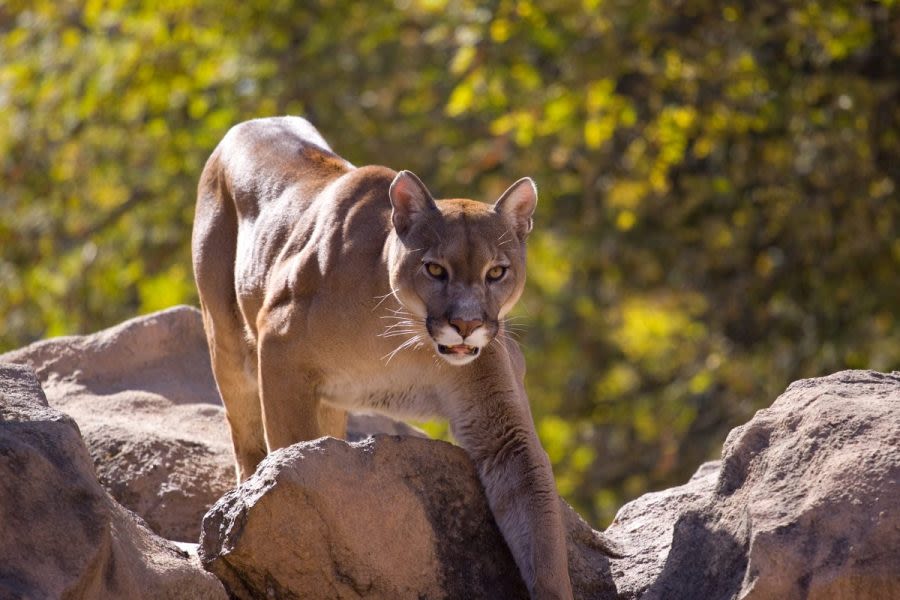 Necropsy released on mountain lion that attacked 5-year-old boy in Calabassas