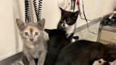 Eastern Ontario animal rescue seeking support amid surge of abandoned cats