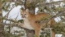 Wade Lemon, the Utah Outfitter Who Infamously Guided Donald Trump Jr., Will Do Prison Time for Running ‘Canned’ Mountain Lion...