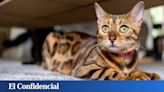 150 euros y dos condiciones por adoptar una mascota: la política de perros y gatos llega a Galicia