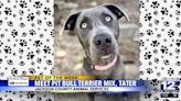 Pet of the Week! Meet Tater!