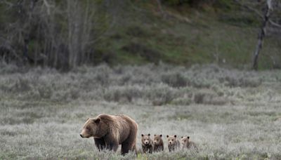 Grizzly Bear with 5 Cubs Caught on Camera in Yellowstone and Everyone’s Smitten