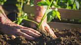 Savvy Senior: Tips to keep older gardeners from growing sore