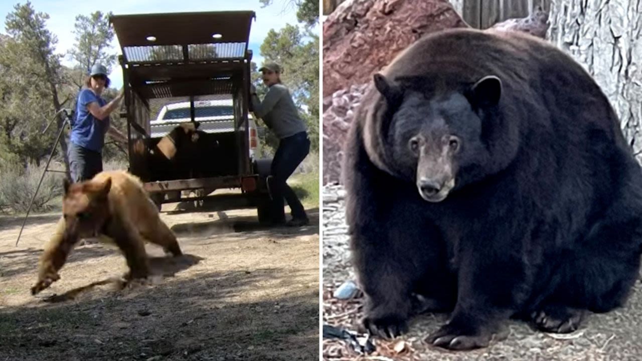 Cubs of infamous Tahoe-area bear released in Sierra Nevada after rehab