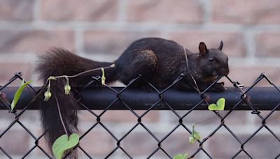 Why we celebrate black squirrels, but think of gray ones as pests