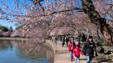 Japan gifting 250 cherry trees to DC, replacing trees removed for Tidal Basin repairs