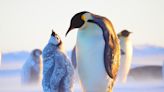 Where do penguins live? Learn more about the habitats for several penguin species.