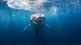 Escalofriante ataque de tiburón en una playa de Gran Canaria