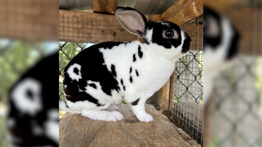 Florida school seeks donations to replace fencing after 29 student show animals killed