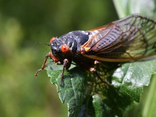 Mystery bug bites in Chicago area may be connected to cicadas